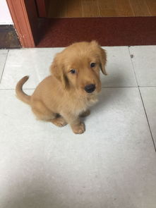 宠物狗的犬瘟试纸怎么看