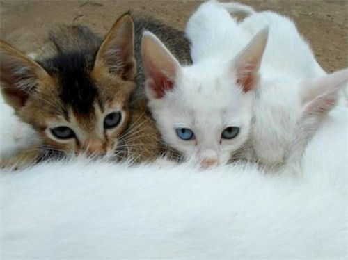 宠物猫配种怎么配