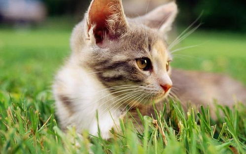 宠物猫的味道怎么清除