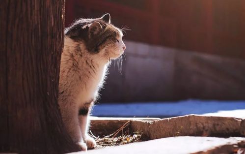 宠物猫冬天怎么过