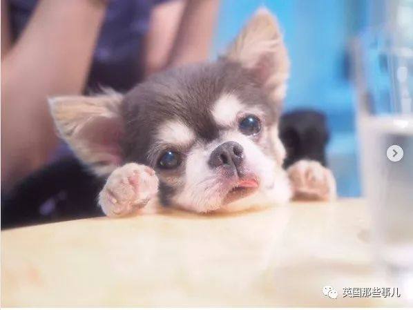 超小只宠物狗怎么养的啊
