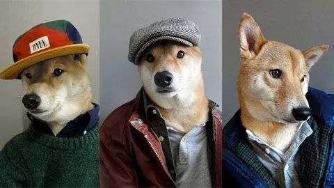 狗狗体温多少是生产
