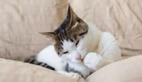 小猫一次能吃多少