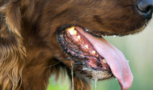 宠物狗怎么得上狂犬病毒
