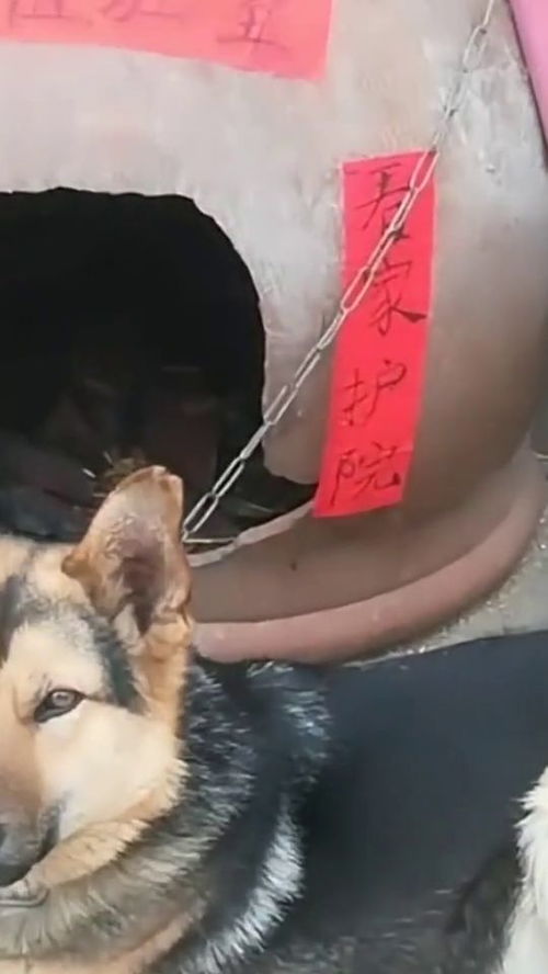 怎么弄宠物狗的窝子呢