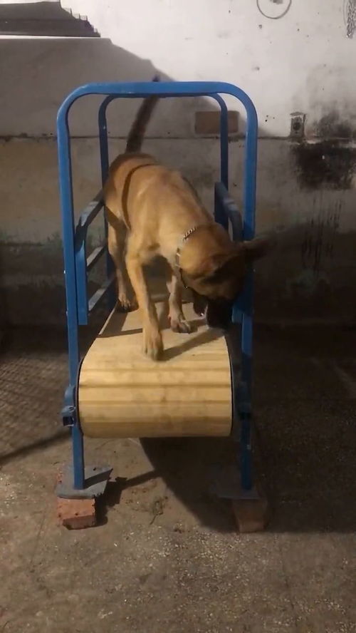家里新到宠物狗怎么办呢