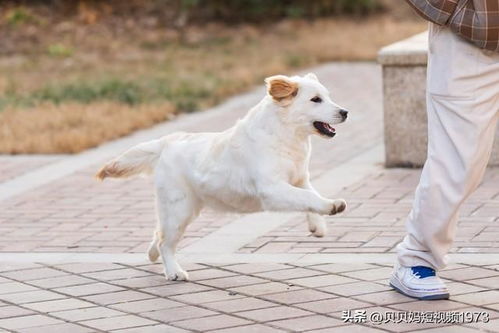 宠物狗九旬老人怎么养好