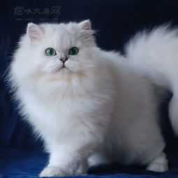 金吉拉猫多少钱一只