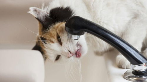 怎么让宠物猫喝水
