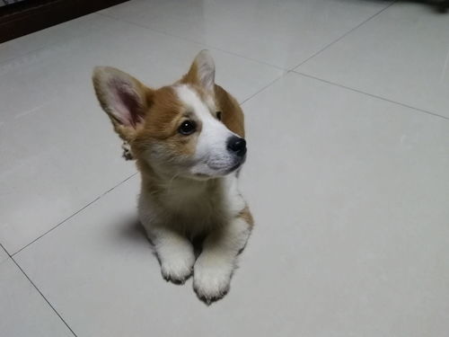 小狗柯基多少钱一只