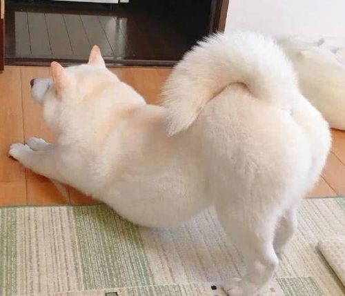 宠物狗放臭屁怎么办啊