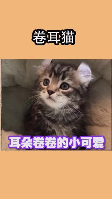 卷耳猫多少钱一只