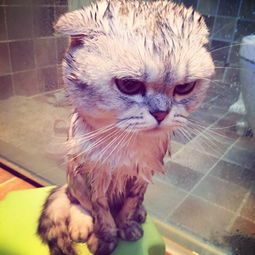 宠物猫洗澡怎么吹