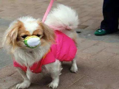 疫情期间的宠物狗怎么办