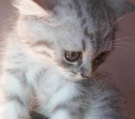 玉林宠物猫幼猫怎么养