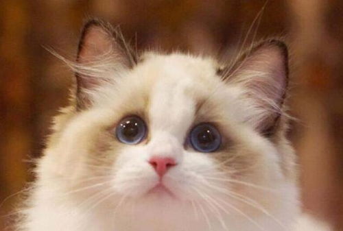 宠物猫吃油腻了怎么办啊