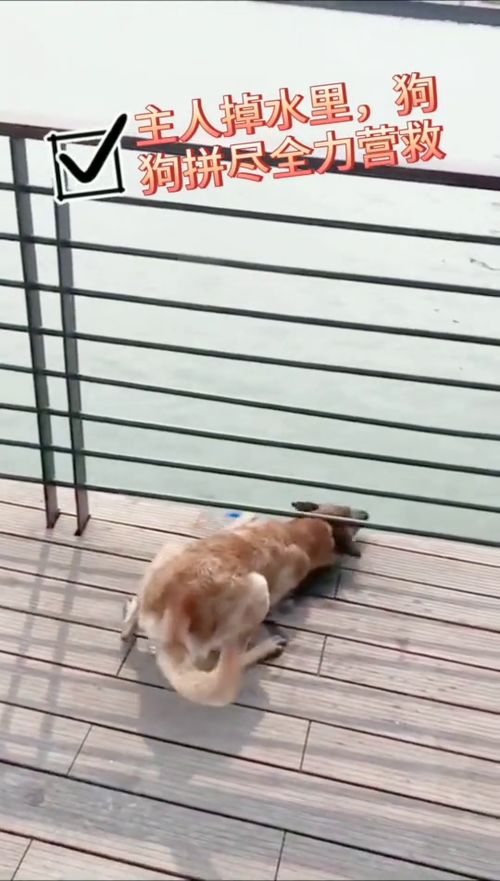 掉进水里的宠物狗怎么救