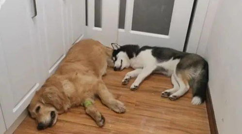 把宠物狗故意丢掉怎么办