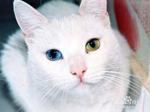 十二星座怎么对待宠物猫