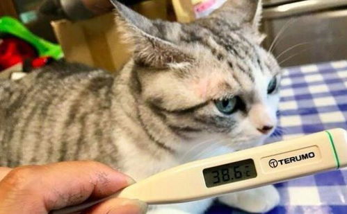 猫的体温是多少正常