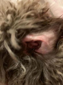 宠物狗耳朵肿了怎么办