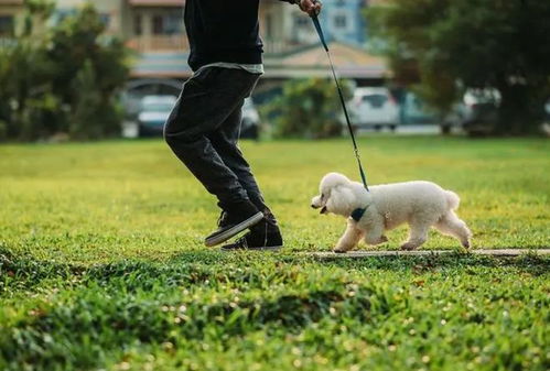 宠物狗不牵绳会怎么样