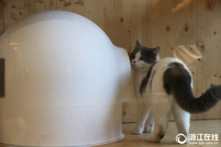 宠物猫酒店怎么开