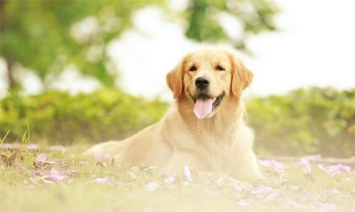 宠物狗尿黄怎么回事儿啊