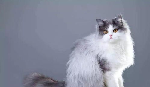 怎么在室内养宠物猫