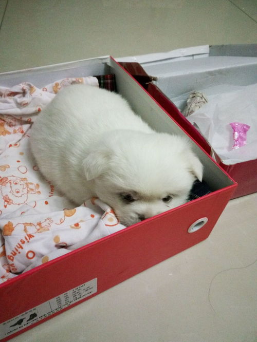 小宠物狗晚上叫怎么办啊