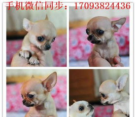 养殖场宠物狗怎么喂养的