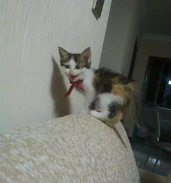 宠物狗被猫打了怎么办