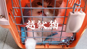 用扭扭棒怎么做宠物狗教程