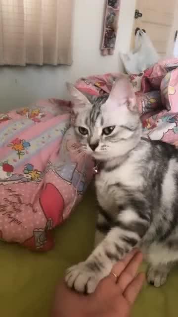 宠物猫怎么配合主人