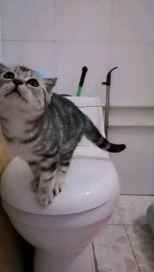 家养宠物猫怎么出售