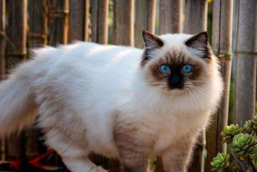 宠物狗被喂猫粮了怎么办