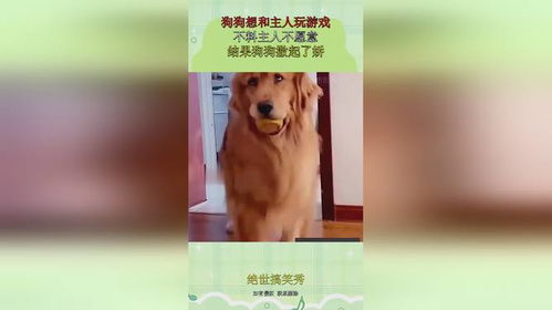 宠物狗撒起娇怎么办