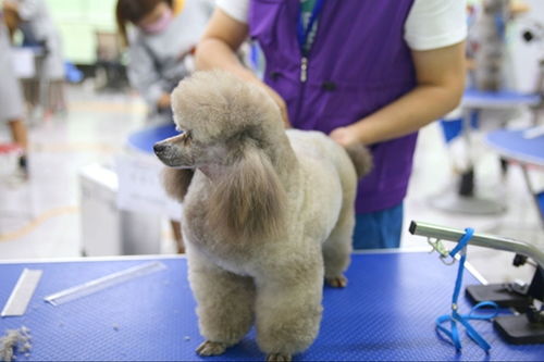高中生要怎么宠宠物狗呢