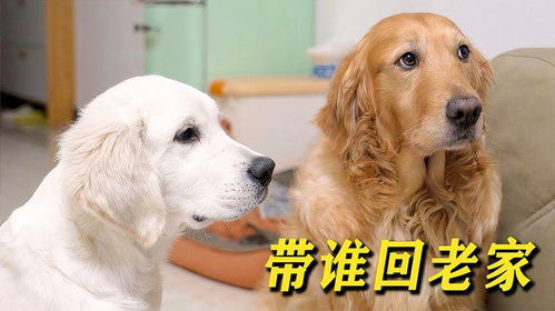 老了的宠物狗怎么办呢