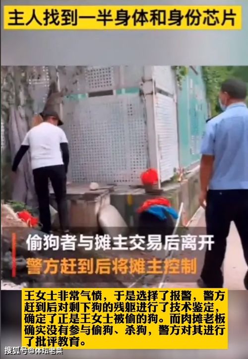 宠物狗不拴被偷怎么办