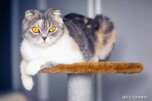 宠物猫怎么不神奇