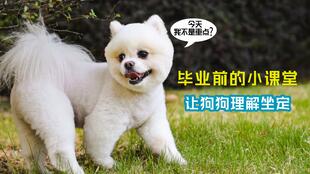 博美宠物狗护食怎么喂的