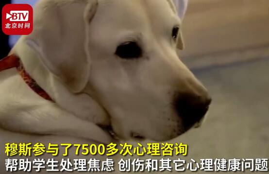 宠物狗得了脚趾炎怎么治