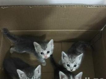 宠物猫仔怎么出售
