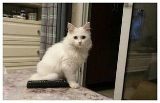 安琪儿宠物猫怎么养
