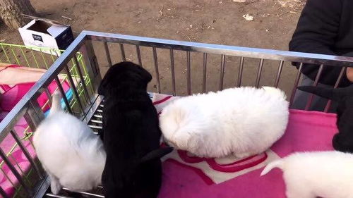 宠物狗见狗肉会怎么样