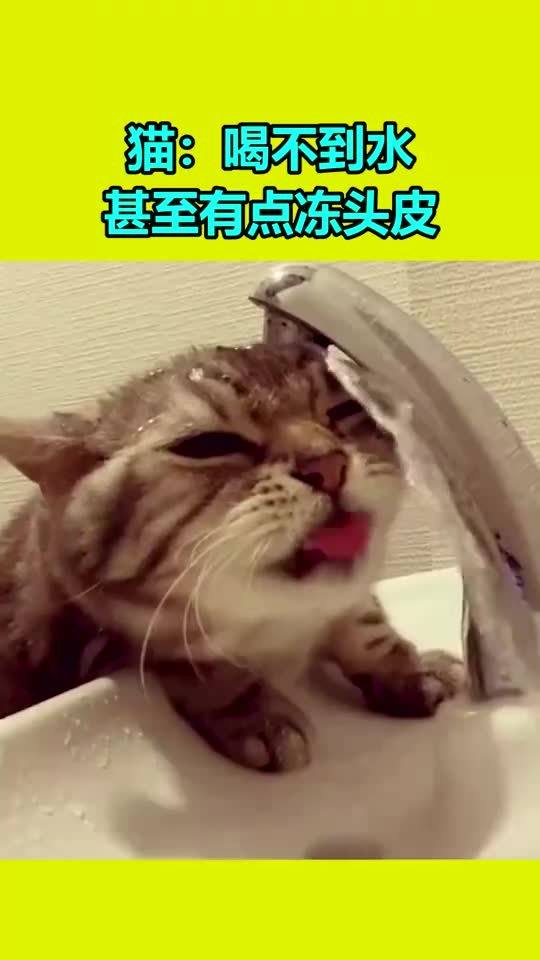宠物猫喝不到水怎么办呢