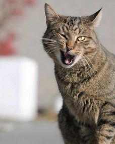 生肉怎么喂宠物猫