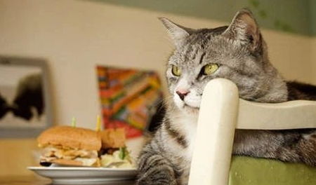 怎么给宠物猫喂食