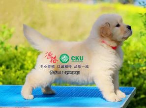 宠物狗用品同城配送怎么样